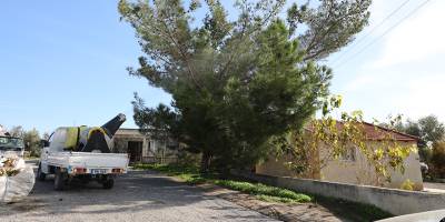 Değirmenlik Akıncılar Belediyesi, çam kese böceğine karşı ilaçlama çalışmasına başlıyor