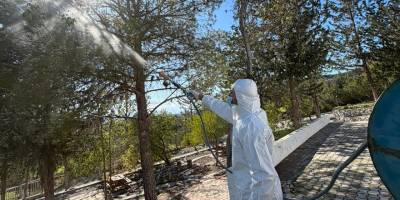 Dikmen Belediyesi, çam kese böceği ile mücadele çalışmaları yürütüyor