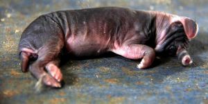 Fil görünümlü tavşan yavrular 1 gün yaşayabildi