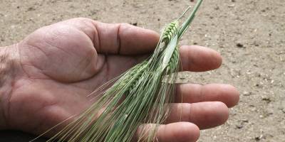 Çebi: “Kuraklığa girmeyen bölgelerdeki ürün kayıpları için de ödeme yapılması yerinde bir karar”