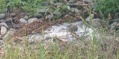 “Gemikonağı Deresi’ni kaplayan foseptik kirliliği üç aydır olduğu gibi duruyor”