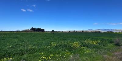 Tarım Bakanlığı, tüketilebilir yabani ot toplayanları uyardı