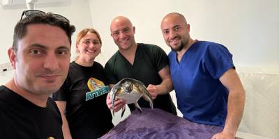 Yaralı deniz kaplumbağası Meritta ile hayata tutundu