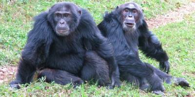 Uganda'da şempanzeler arasında 'iç savaş': 24 ölü