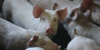 Güneyde şap hastalığı domuz çiftliklerine de sıçradı