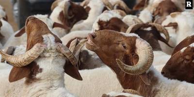 Yurt Dışı Kurban Bağışı Yaparken Dolandırıcılıktan Nasıl Korunabilirsiniz?