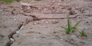 “700 bin dönüm alan kuraklıktan etkilendi”