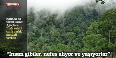 Kanada’da ağaçlara “hak sahibi canlı varlık” statüsü verildi