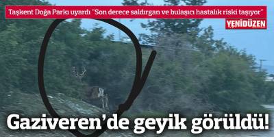 Gaziveren’de geyik görüldü!