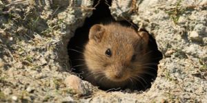 Fare ile Mücadele Kampanyası başlatıldı