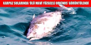 Ölü orkinos kaçak av iddialarını gündeme taşıdı