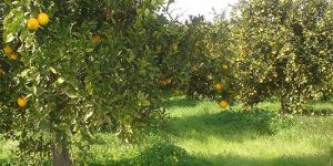 Tarım Bakanlığı, narenciye için çalışma başlattı