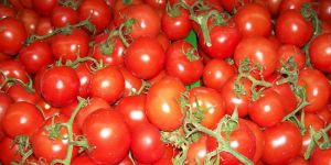 450 KİLO KAÇAK DOMATES