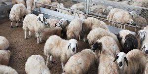 ‘Doğrudan Gelir Desteği’ için son başvuru 30 Haziran