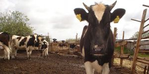 Büyükbaş hayvan tazminatları ödendi