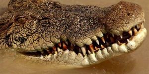 Dev timsah bakıcısına SALDIRDI