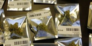 Marihuana yasallaşıyor