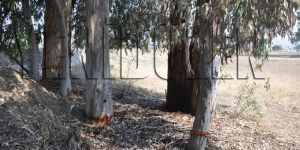 Gönendere’de ağaç katliamı