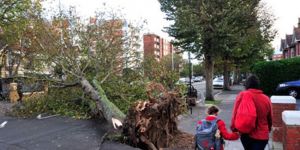 Amsterdamda devrilen ağacın altında kalan kişi öldü