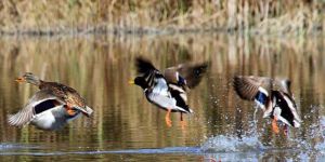 Khora Yayınlarından “6 Mevsim Geçti”