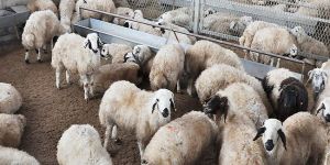 Doğrudan gelir desteği ödemesi yapıldı