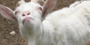 Hayvan ölümleri dehşete düşürdü