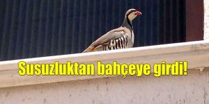 Keklik susuz kalınca…