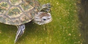 Sivrisinekle mücadele kaplumbağalara zarar verdi