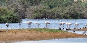 Ayluga Göleti kuş cennetine döndü