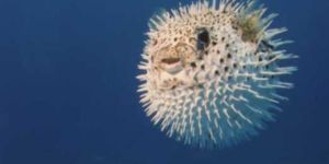 Zehirli balık 4 can aldı!