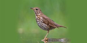 İnce Av 31 Ağustos, 7 ve 14 Eylül’de