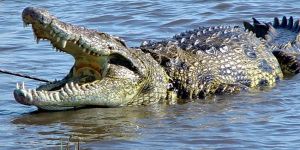 Larnakaya timsahlar geliyor