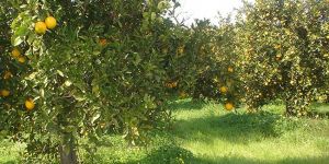 Narenciye Üreticilerinden hükümete öneri paketi…