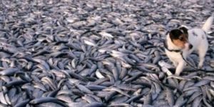 53 ton balık kıyıya vurdu!