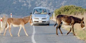 LEKAD, Karpaz konusunda yetkilileri uyardı