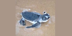  “2. Kumdan Yaşama Etkinliği” 