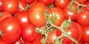 Ağustos Ayı Hayat Pahalılığı, Yüzde 0.59