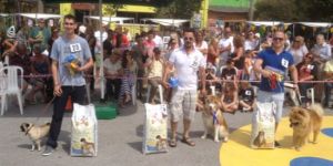 Köpekler yarıştı