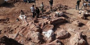 Yeni bir dinozor türü bulundu