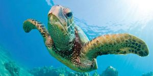 Komisyon iki ay içerisinde yanıt bekliyor