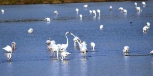 Mağusada flamingo şöleni