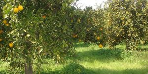 Narenciye bayram öncesi ödeme talep etti