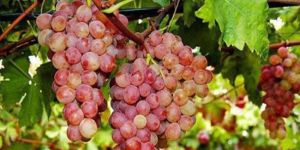 1. Verigo Festivali başlıyor