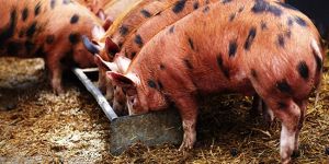 MRSA virüsü yayılıyor