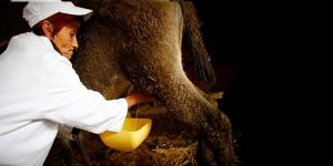 Güney Kıbrıs’ta eşek sütü üretilmesine onay