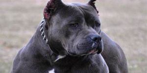 Sokak köpeği 6 aylık bebeği öldürdü