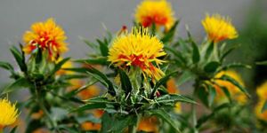 Aspir bitkisi üretilecek