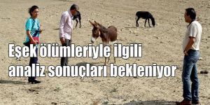 Dipkarpazda inceleme yapıldı