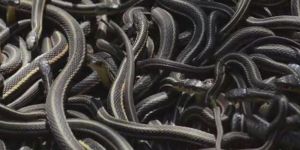 Kanadada bir evden 102 tane yılan çıktı