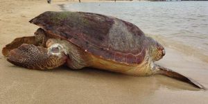 Mağusa’da yine Caretta acısı